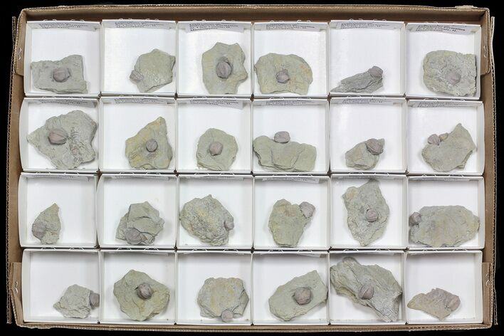 Wholesale Lot of Blastoid Fossils On Shale - Pieces #70899